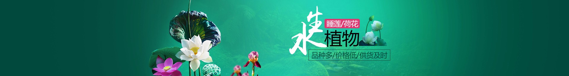 鲜花水草花卉网站模板